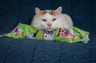 GUS 360 Degree Totally Me Catnip & Silvervine Kicker - Bright Green