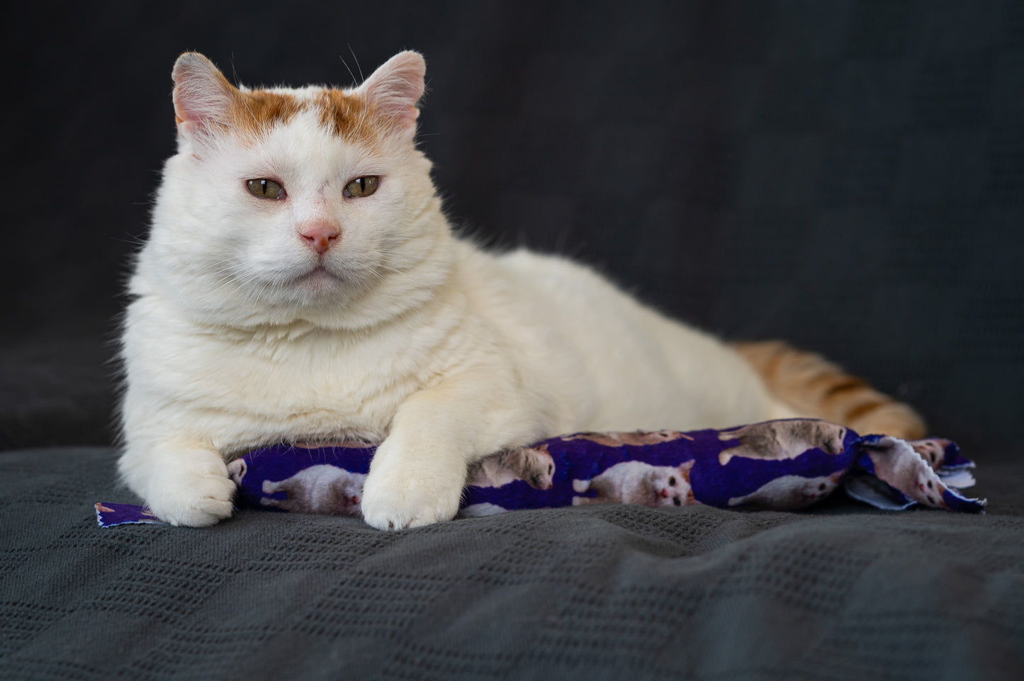 Gentle Unflappable and Sweet GUS Catnip & Silvervine Kicker Pillow - Dark Purple