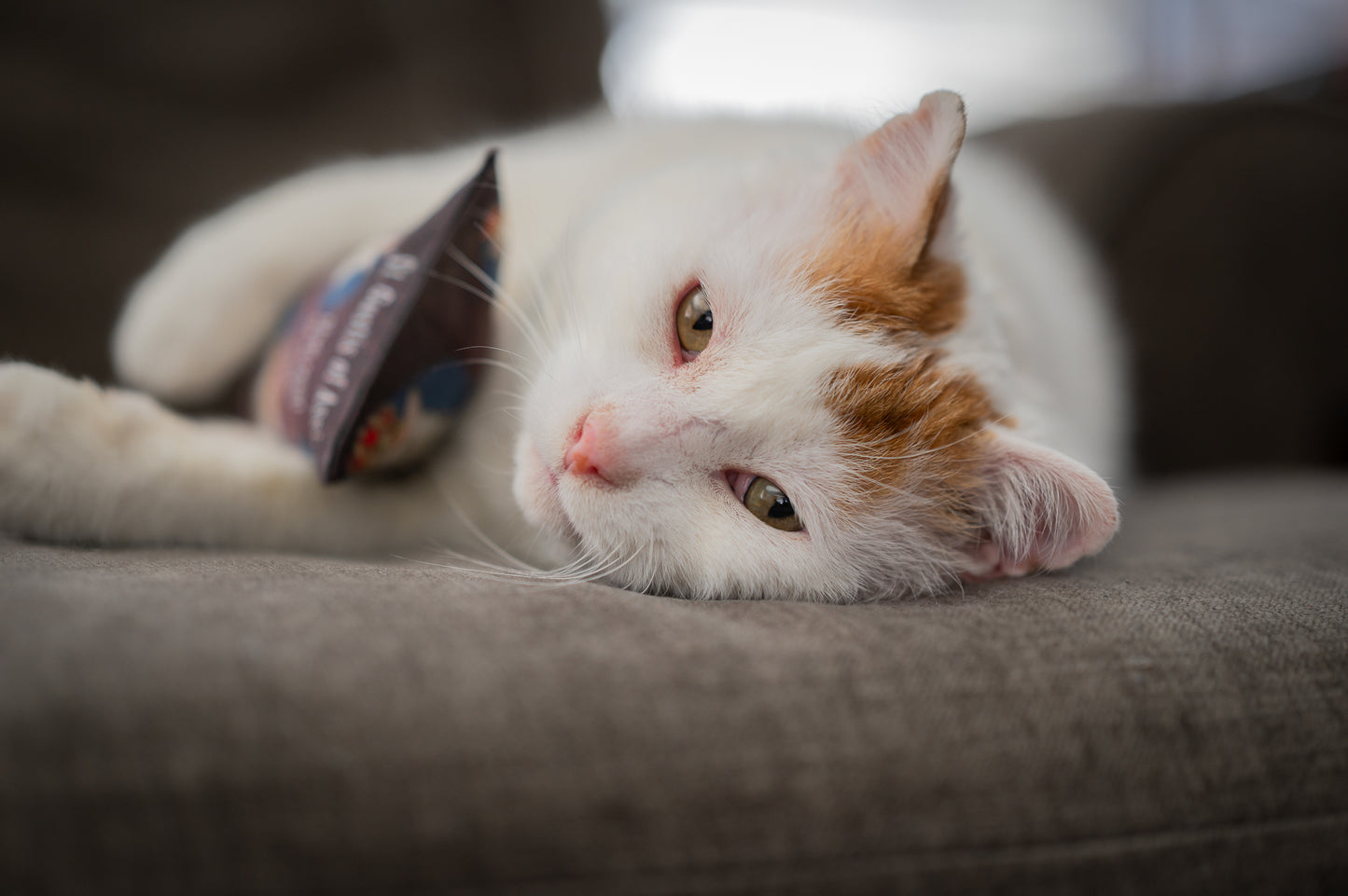 King GUS Catnip, Silvervine & Crunch Kicker - Royal Burgundy