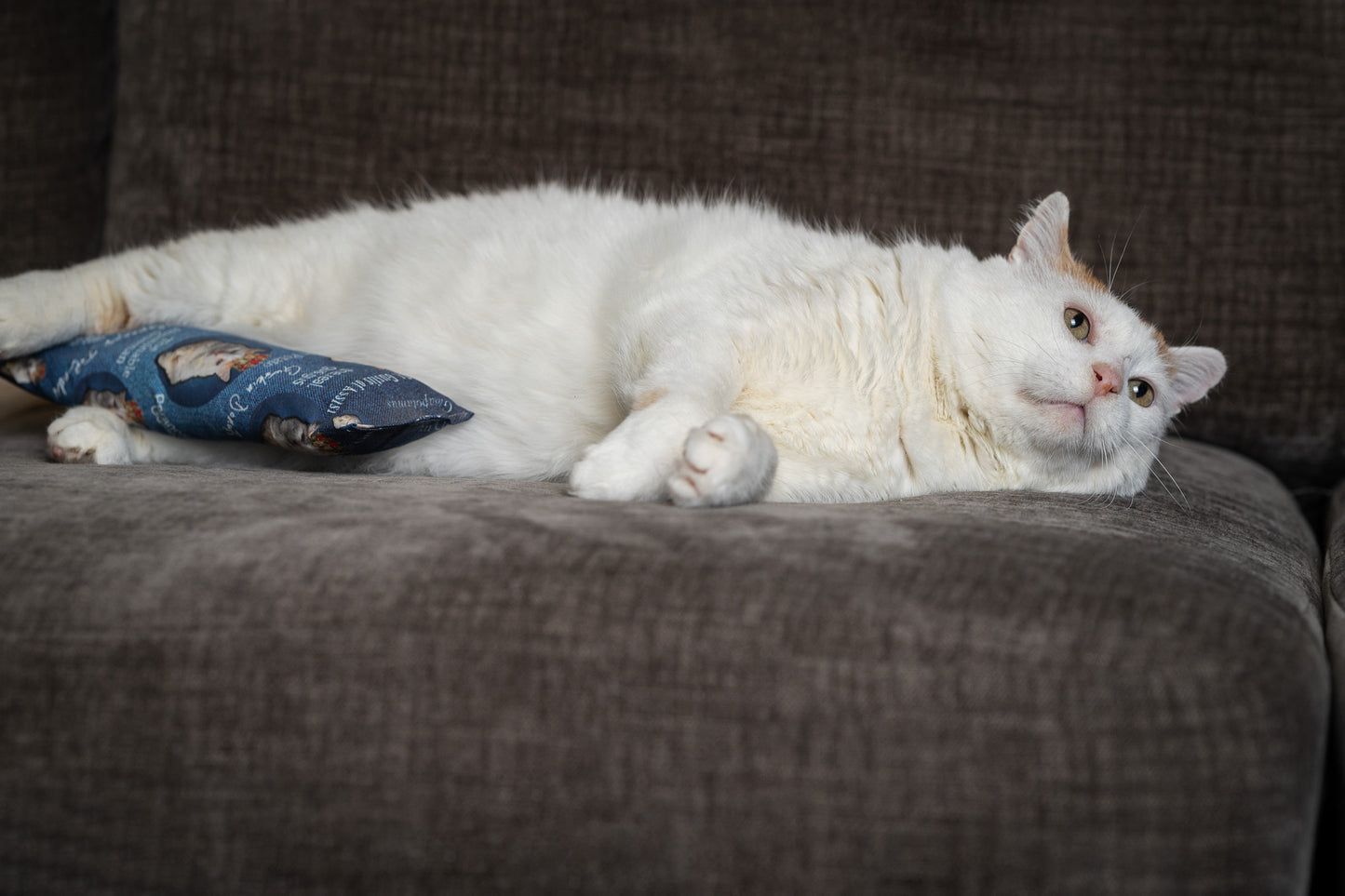 King GUS Catnip, Silvervine & Crunch Kicker - Regal Blue