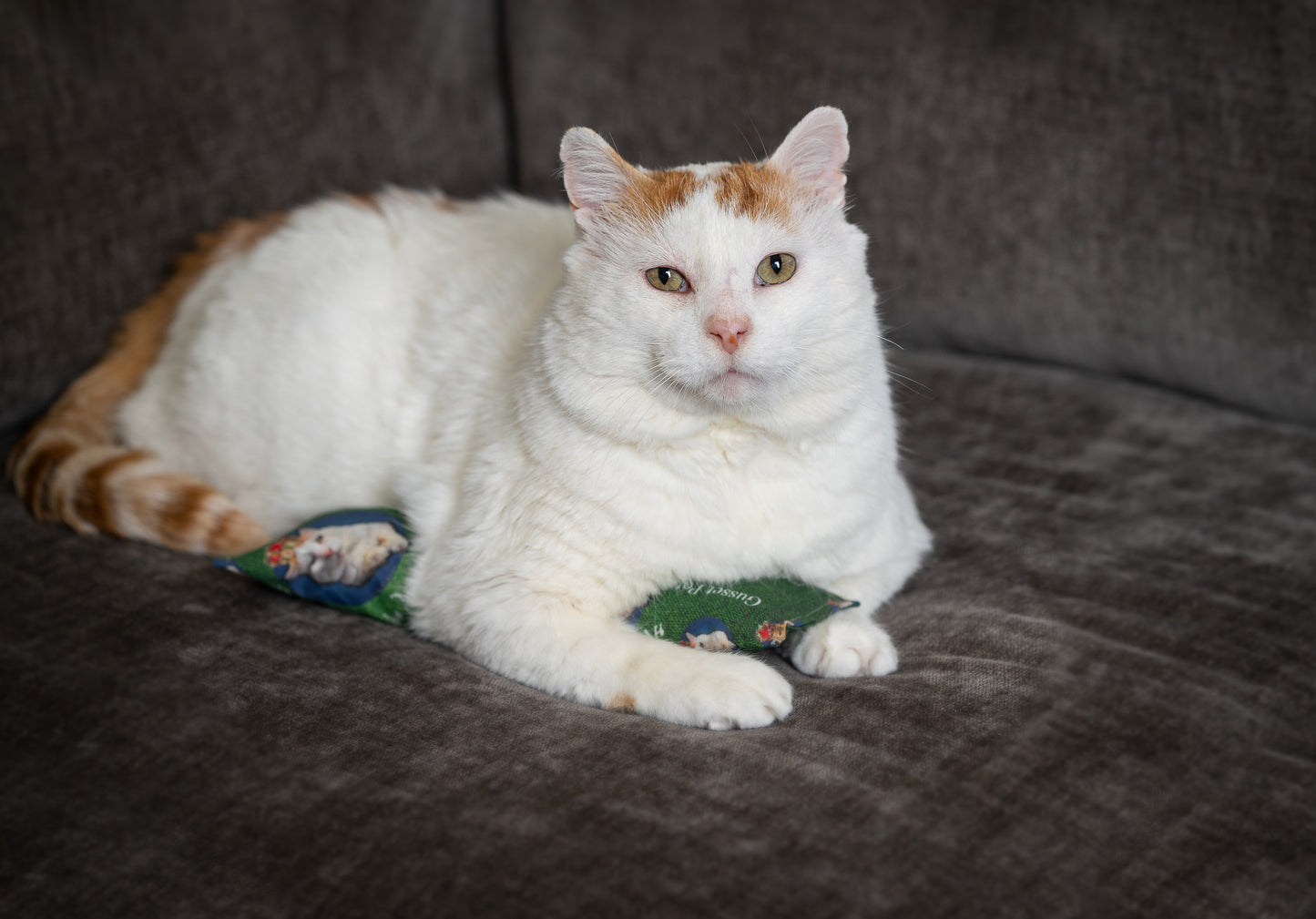 King GUS Catnip, Silvervine & Crunch Kicker - Knightly Green