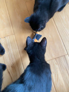 Limited Edition SMALL 'Prey' Catnip & Silvervine & CRUNCH Toys - Set of 3