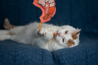 Shrimpalicious! Shrimp on a Rope Catnip, Silvervine & Crunch Toy - Coral