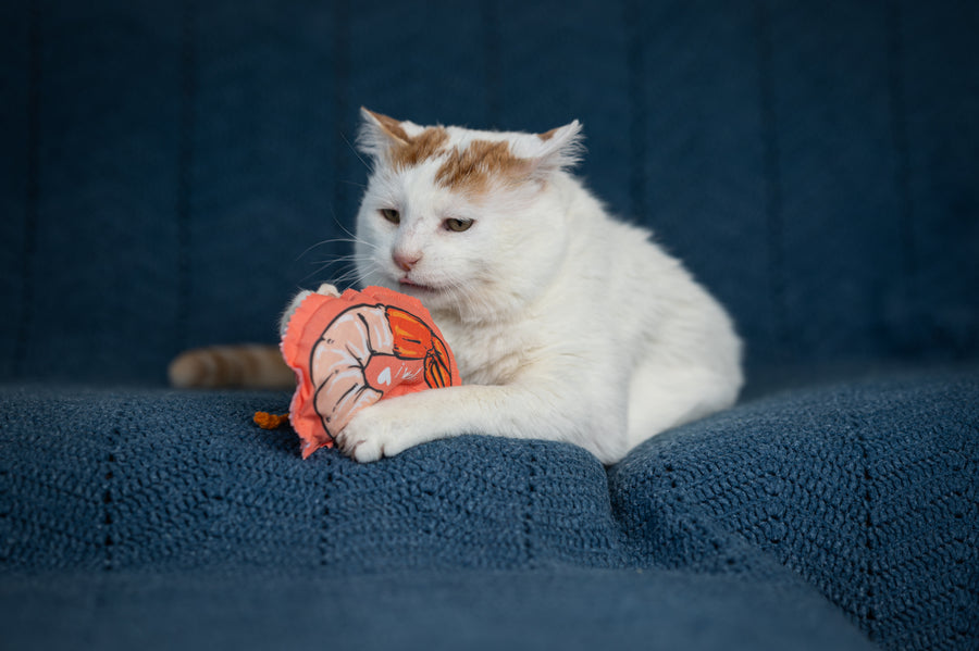 Shrimpalicious! Shrimp on a Rope Catnip, Silvervine & Crunch Toy - Coral