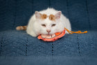 Shrimpalicious! Shrimp on a Rope Catnip, Silvervine & Crunch Toy - Coral