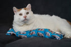 Gentle Unflappable and Sweet GUS Catnip & Silvervine Kicker Pillow - Turquoise